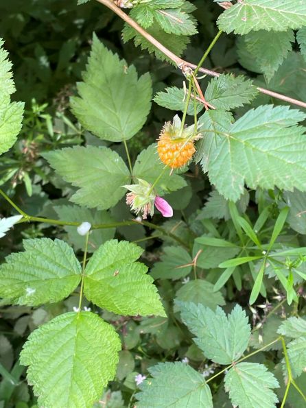 salmon berry washintn state.jpg